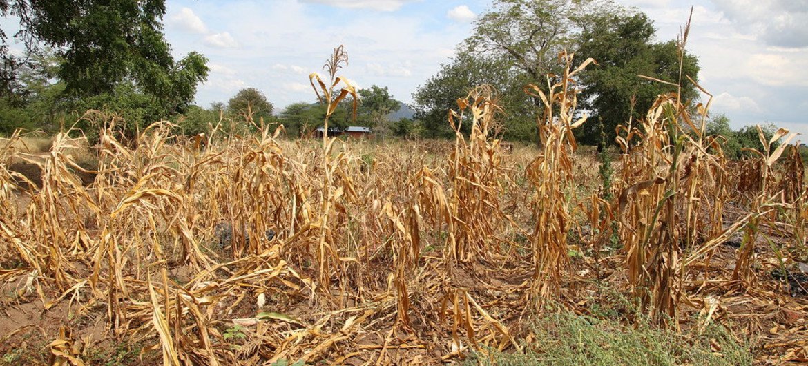 Las pérdidas agrícolas por la sequía serían de U$S7.700 millones en la ...