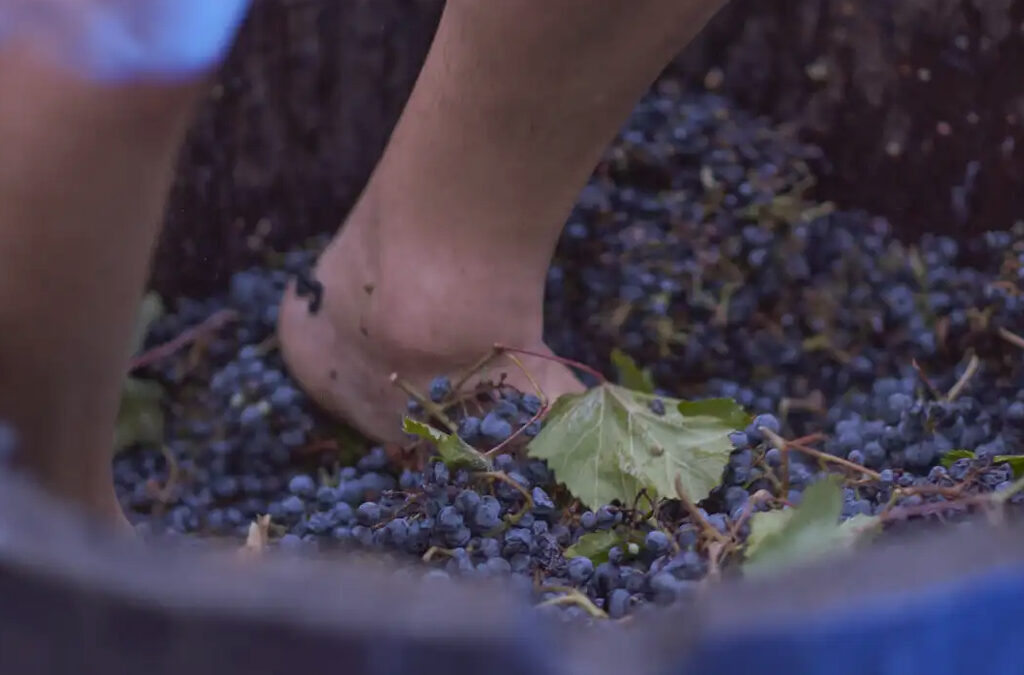 La «Pisada de la Uva» ya es una tradición en la vendimia mendocina
